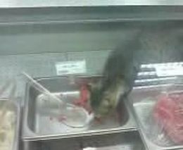 Кот обедает в магазине (3.458 MB)
