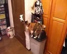 Кот открывает дверь (438.969 KB)