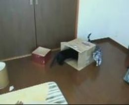 Кот в коробке (4.416 MB)
