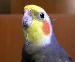 Забавный попугай (251.501 KB)