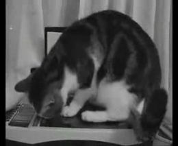 Кот и сканер (3.182 MB)