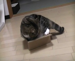 Кот и маленькая коробка (8.891 MB)