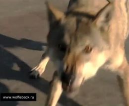 Появление волков у Кремля на 
