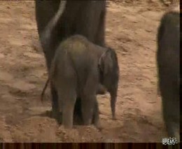 Слон случайно пнул слоненка (970.389 KB)