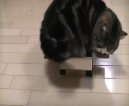 Кот и коробочка (8.115 MB)