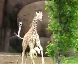 Страус достает жирафа (2.712 MB)