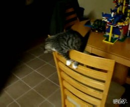 Неудачный прыжок котенка (1.631 MB)