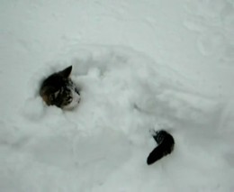 Кошачья драка в снегу (3.934 MB)