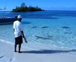 Акулы возле берега (2.550 MB)