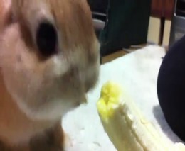 Кролик - любитель бананов (5.871 MB)