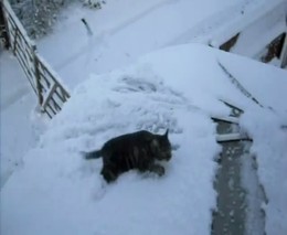 Кот против снега (4.104 MB)