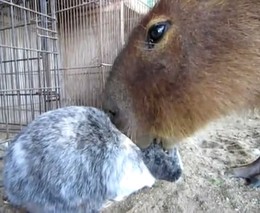 Кролик и капибар (7.305 MB)