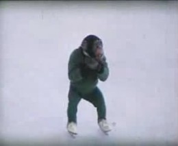 Шимпанзе на коньках (6.676 MB)