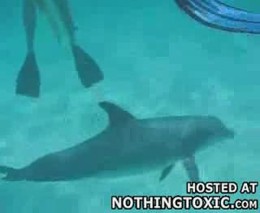 Дельфин - извращенец (5.885 MB)