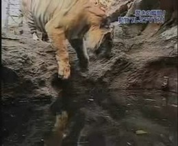 Тигр и вода (2.450 MB)