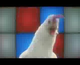 Курица жжот (4.882 MB)