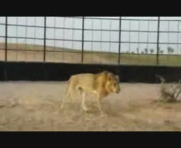 Мужик играет со львом (4.577 MB)