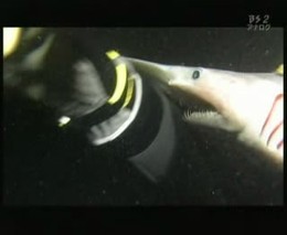 Голодная акула (3.432 MB)