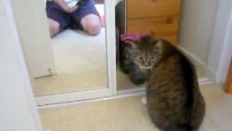 Кот и зеркало (2.491 MB)