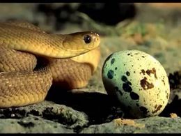 Змея и яйцо (5.049 MB)