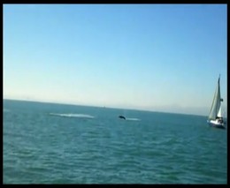 Атака кита (3.079 MB)