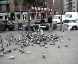 Ловля голубей в Испании (1.262 MB)