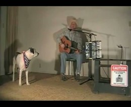 Собака играет на аккордеоне (5.355 MB)