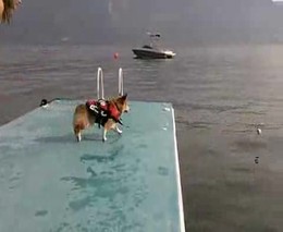 Собака не умеет прыгать (4.573 MB)