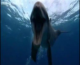 Забавный дельфин (637.325 KB)