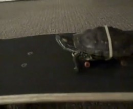 Черепаха на скейте (4.014 MB)