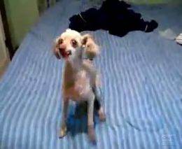 Забавная собачка Джима Керри (2.504 MB)