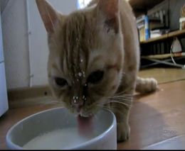 Милый котик пьет молоко (2.336 MB)