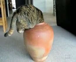 Кот застрял в вазе (1.313 MB)
