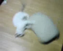 Котик играется с подушкой (1.466 MB)