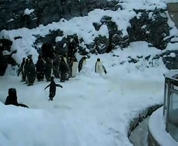 Пингвин в отрыве (3.061 MB)