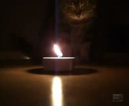 Кот и пламя свечи (2.281 MB)