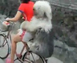 Большой пес сидит на багажнике велосипеда (3.058 MB)