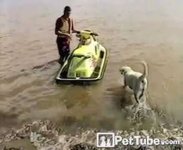 Собаке очень нравится кататься на водном мотоцикле (3.526 MB)