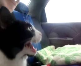 Кот впервые едет в автомобиле (2.117 MB)
