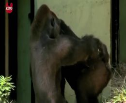 Влюбленные гориллы (8.230 MB)