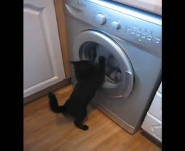 Кот и стиральная машина (2.506 MB)