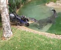 Крокодил напал на газонокосилку (1.807 MB)