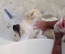 Собака обожает принимать ванну (3.293 MB)