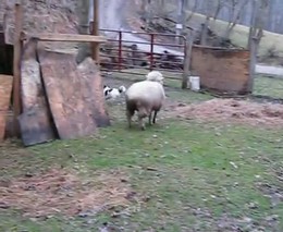 Пес и овца (6.485 MB)