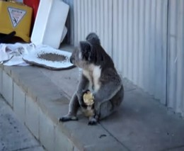 Грустная коала ест яблоко (2.256 MB)