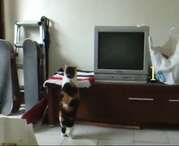 Очень упитанный кот пытается залесть на тумбочку (2.515 MB)