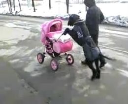 Собака гуляет с малышом (1.031 MB)