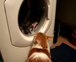 Кот и стиральная машинка (1.652 MB)
