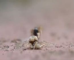 Борьба паука и муравья (3.330 MB)