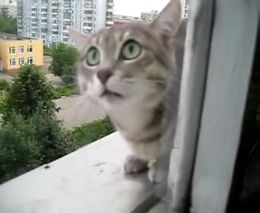 Кошак на балконе (2.202 MB)